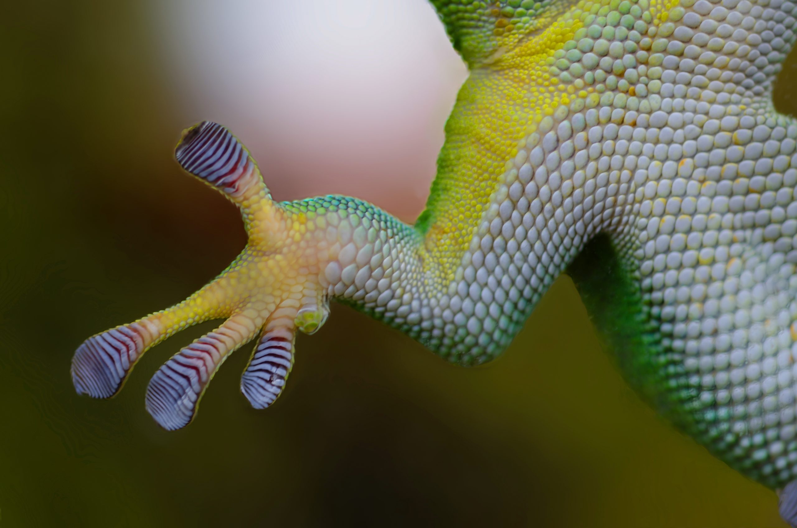 Frog close up image