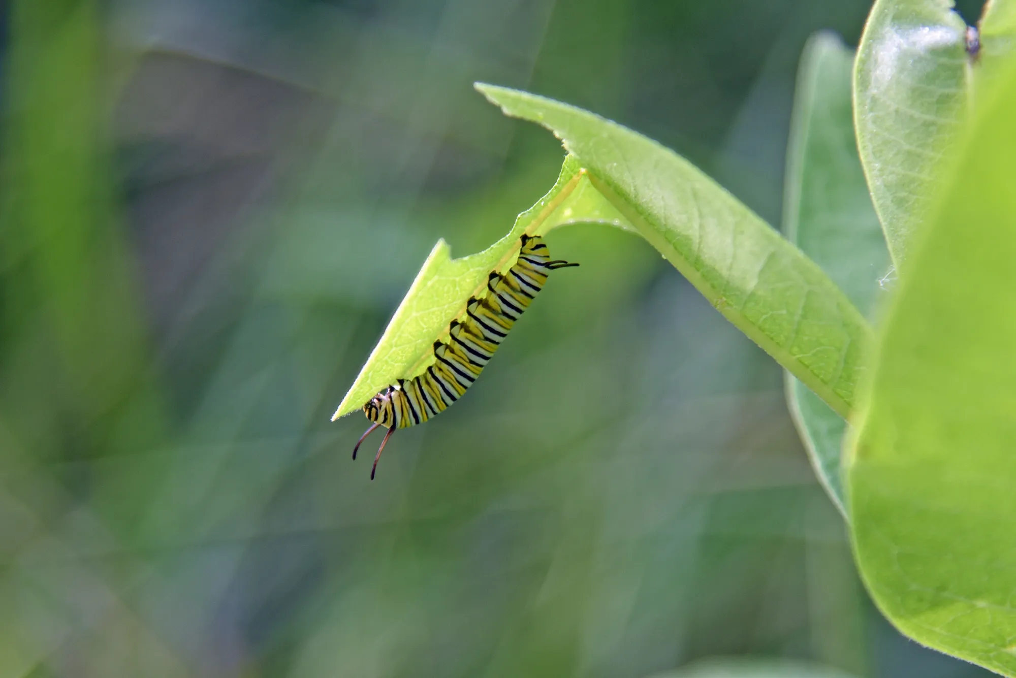 Biodiversity in crisis