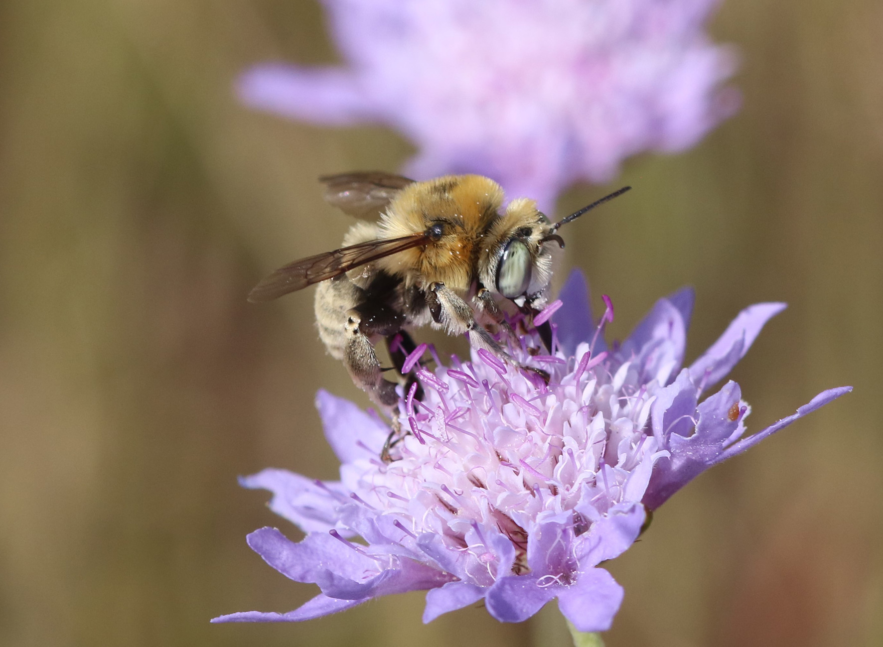 1 Anthophora podagra_ThomasWood (1)